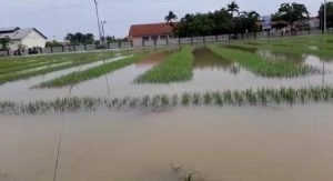 Dilanda Banjir Bandang, Kerugian Petani Bawang Merah di Ngurenrejo Pati Capai Rp3 Miliar - Info Seputar Pati