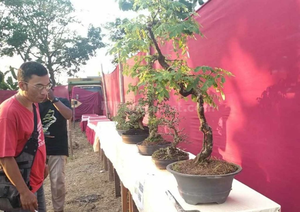 250 Tanaman Bonsai Berbagai Jenis Dipamerkan Dalam Acara Pasar Rakyat di Tanjunganom Pati
