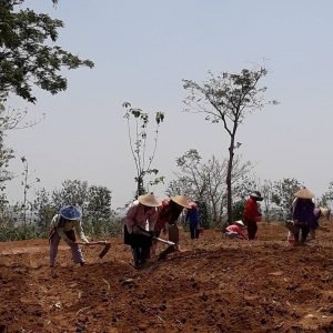 8-10.jpg Harga Porang Anjlok, Petani Pati Memilih Bertahan - Info Seputar Pati