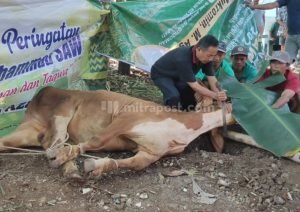 kurban-m.jpg Rayakan Idul Adha, Masjid Al Istiqomah RSS Sidokerto Sembelih 5 Sapi Kurban - Info Seputar Pati