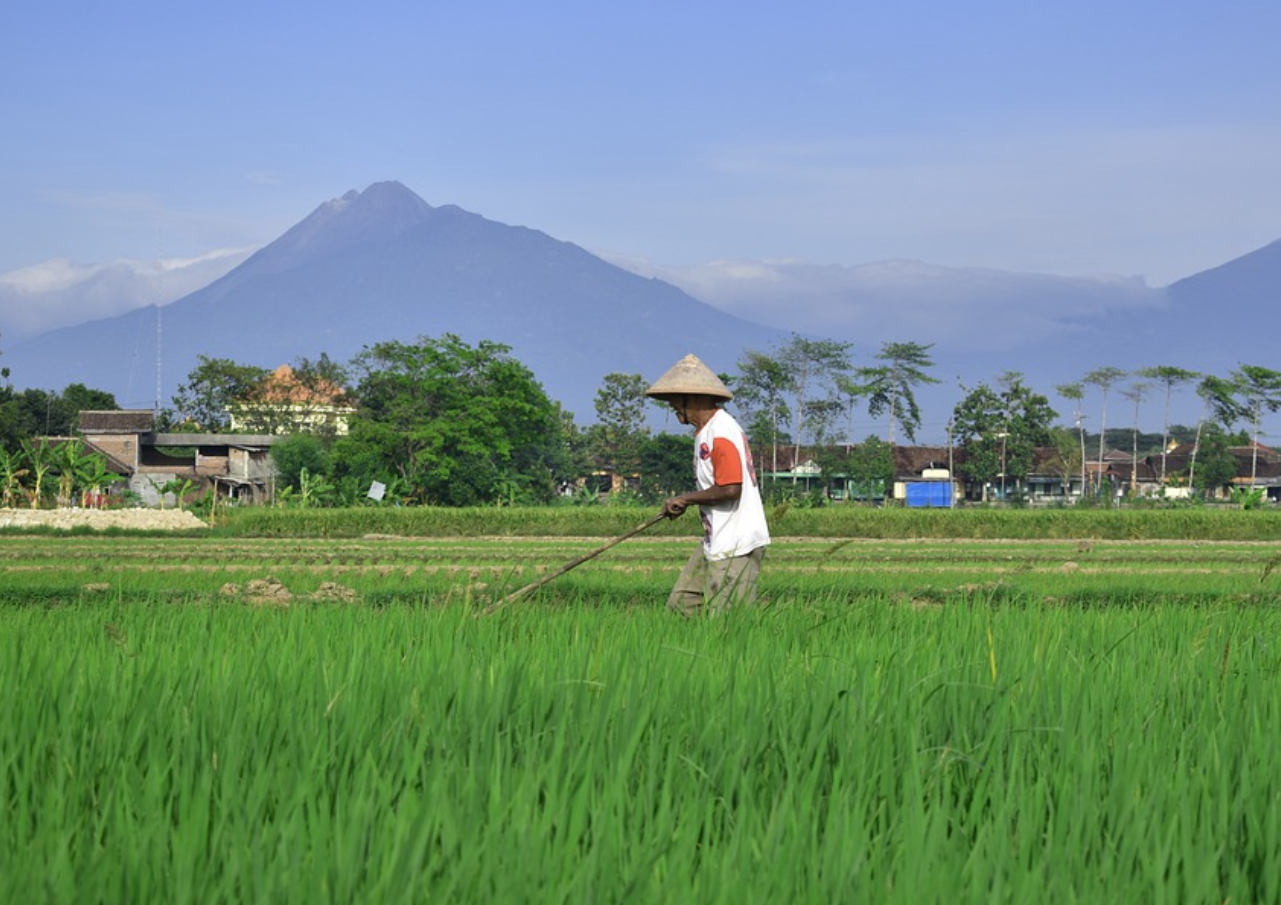 sawah-di-indonesuia.png