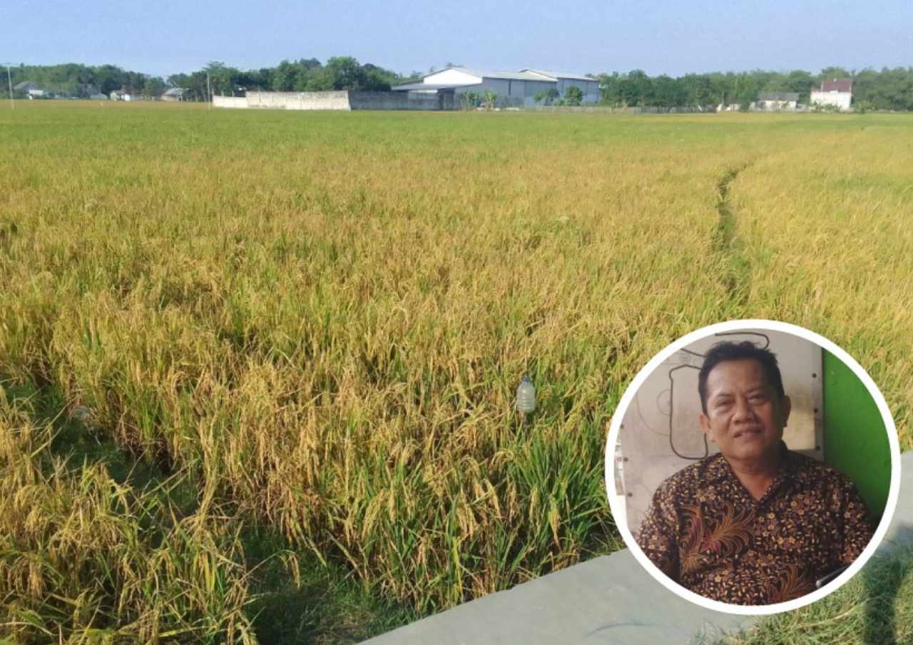 Dewan Pati Bicara soal Keresahan Petani Jual Padi Murah Sebab Basah Dewan Pati Bicara soal Keresahan Petani Jual Padi Murah Sebab Basah