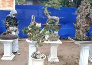 Ratusan Bonsai Lokal Pati Dipamerkan di Gemblep