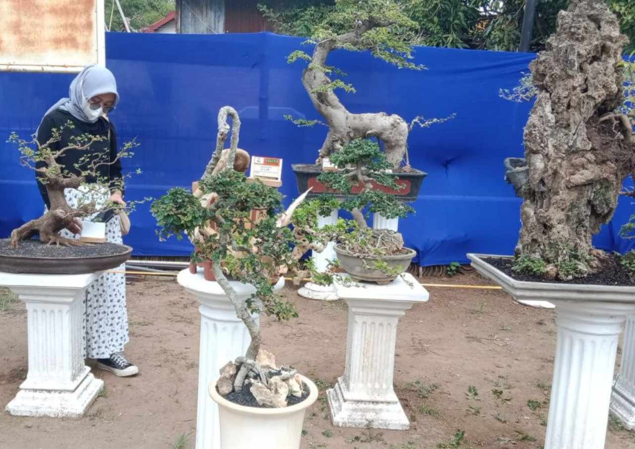 Ratusan Bonsai Lokal Pati Dipamerkan di Gemblep Ratusan Bonsai Lokal Pati Dipamerkan di Gemblep