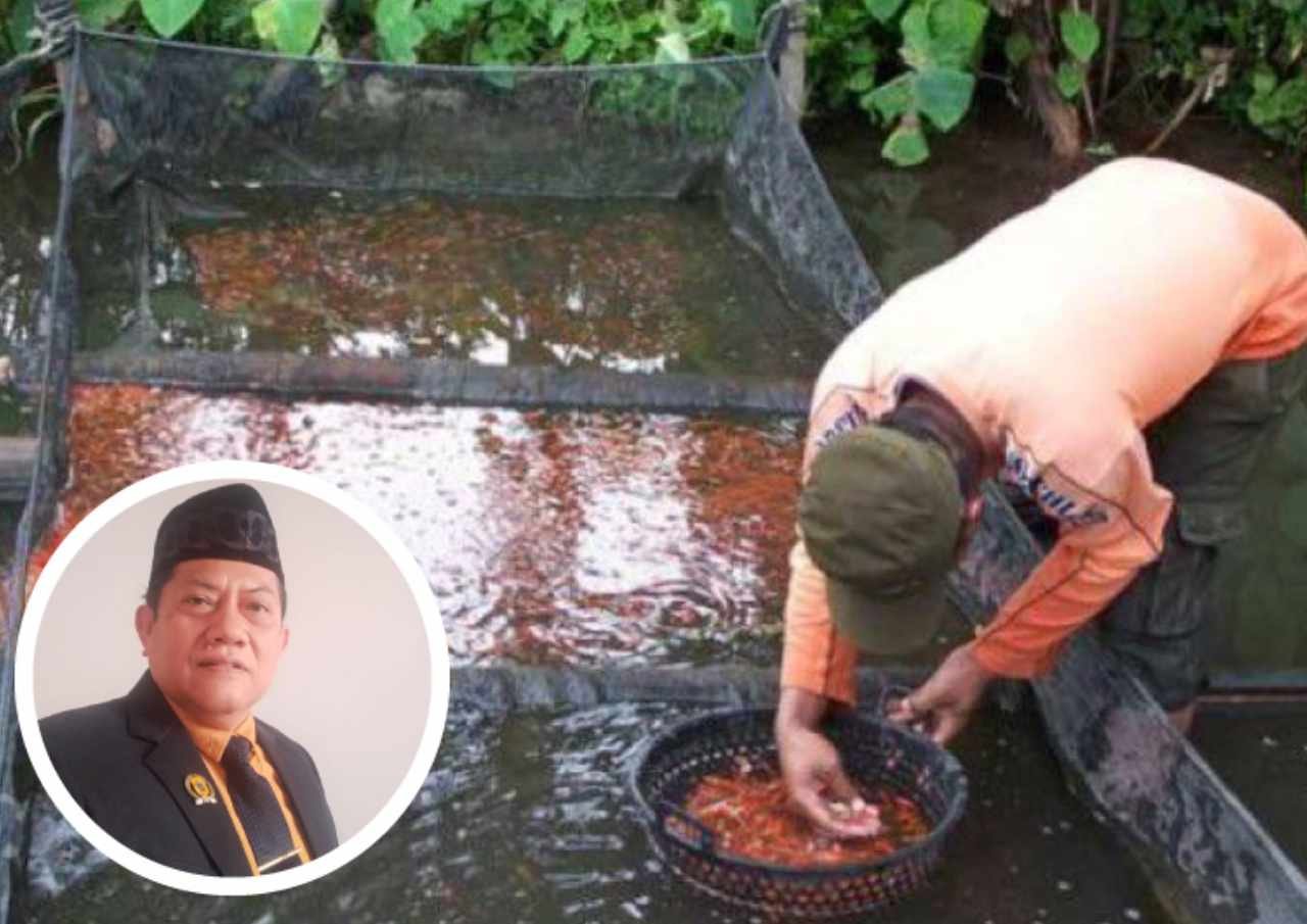 Budidaya Ikan Koi Menurut Komisi B Sangat Potensial