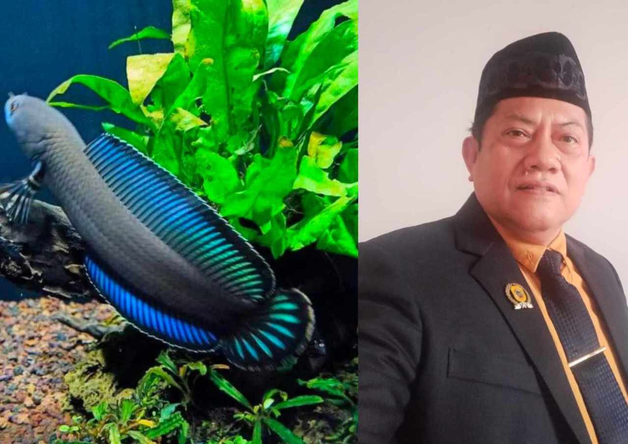 Ikan Channa, Dianggap Komisi B Hasilkan Keuntungan Yang Menggiurkan