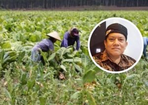 Komisi B Sebut Tembakau Punya Nilai Ekonomi Tinggi - Info Seputar Pati
