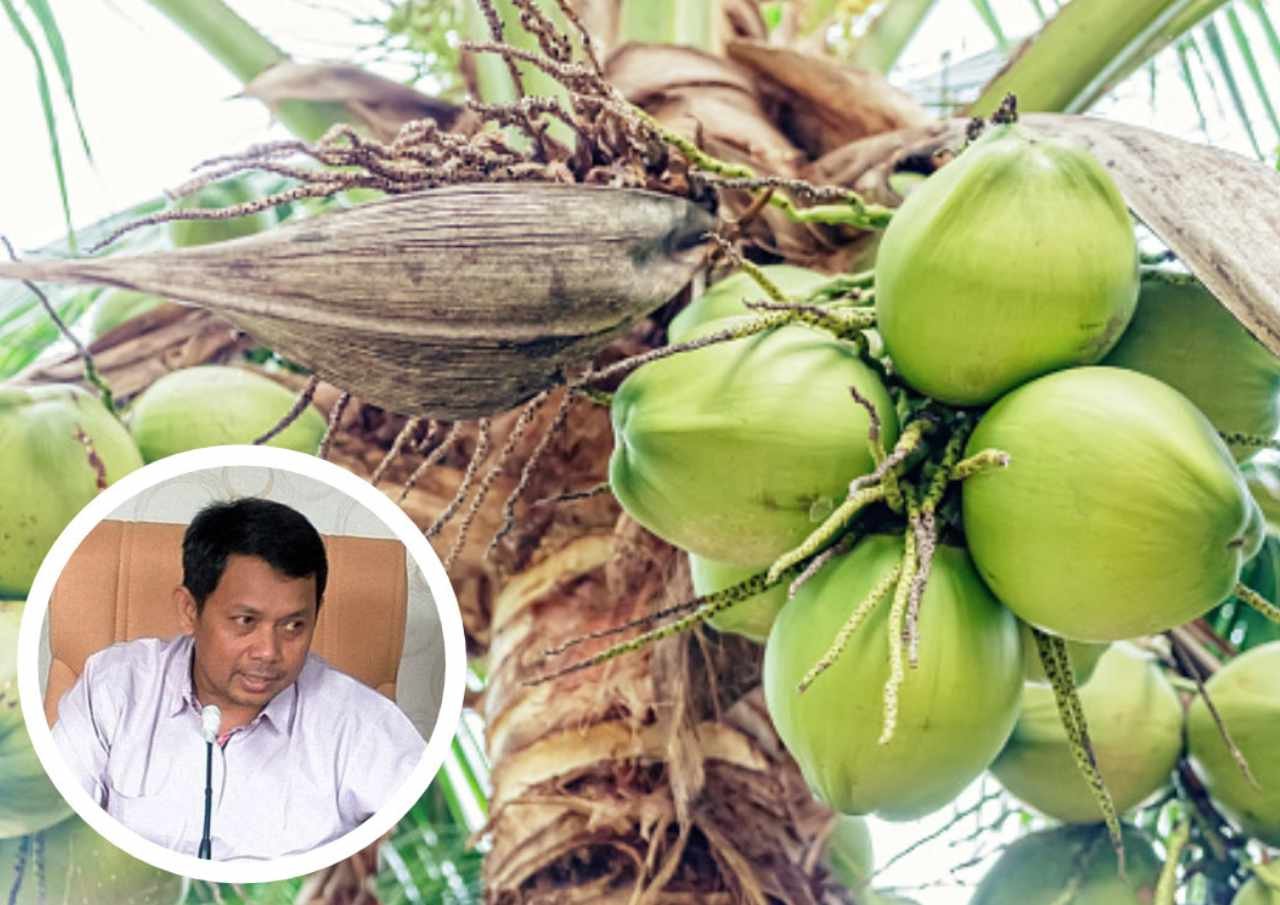 Komoditas Kelapa Kopyor Dapat Jadi Potensi Peningkatan Pariwisata di Pati