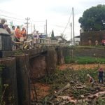 Pohon Randu Rubuh Timpa Jembatan Pakis Sudah Dievakuasi Hari Ini