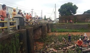 Pohon Randu Rubuh Timpa Jembatan Pakis Sudah Dievakuasi Hari Ini