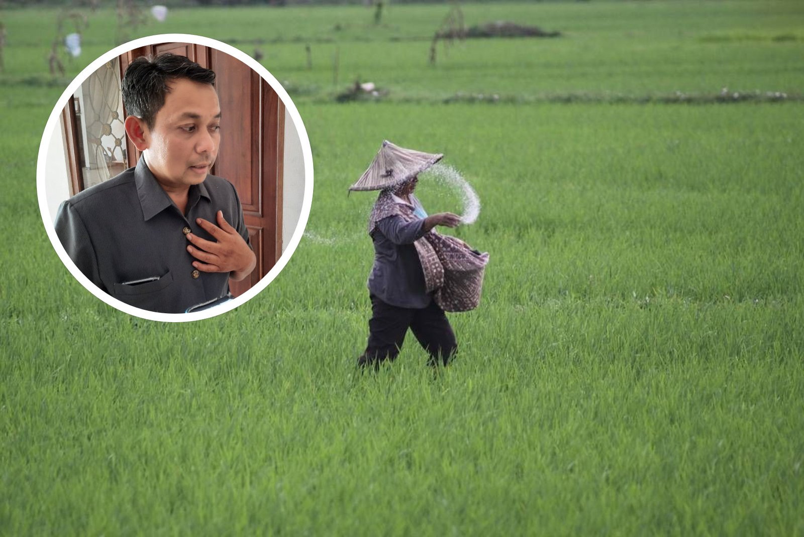 Pupuk Makin Langka, Dewan Sarankan Metode Pemupukan Presisi Pupuk Makin Langka, Dewan Sarankan Metode Pemupukan Presisi