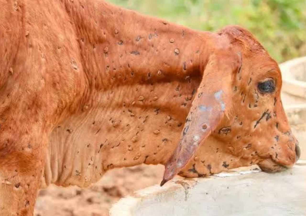 Waspada Penyakit Kulit Berbenjol Hewan Ditemukan di Pati
