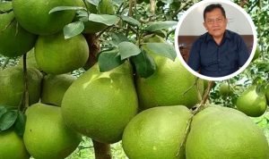 Foto: Ilustrasi jeruk pamelo/ istimewa Foto: Ilustrasi jeruk pamelo/ istimewa