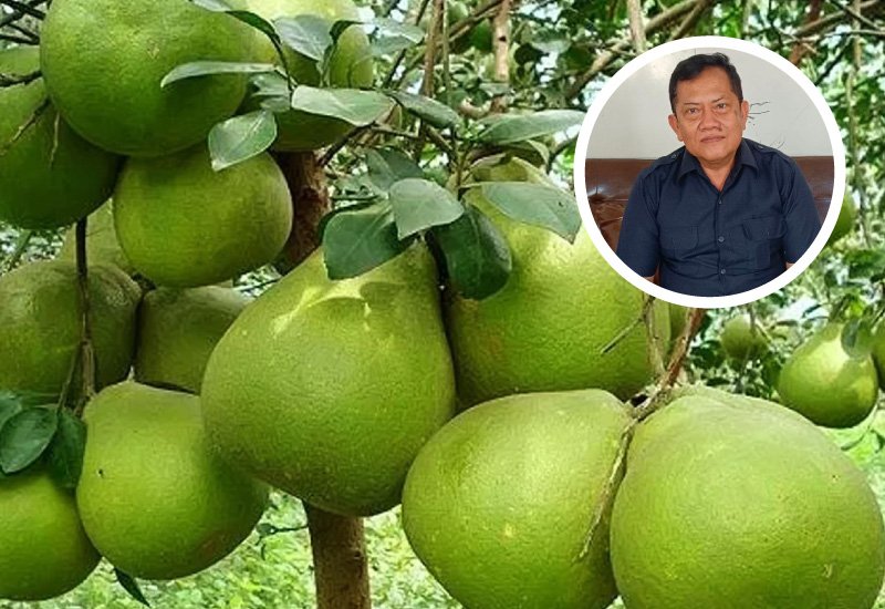 Foto: Ilustrasi jeruk pamelo/ istimewa Foto: Ilustrasi jeruk pamelo/ istimewa