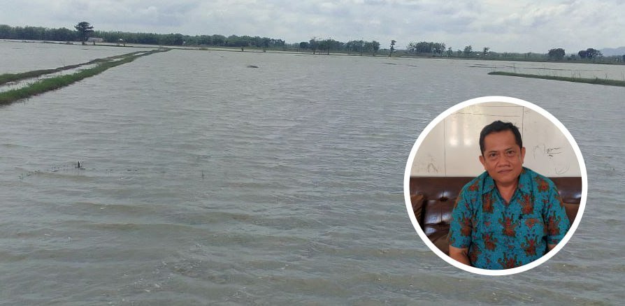 Anggota DPRD Usulkan Pemkab Pati Pompa Sawah Tergenang Sisa Banjir Anggota DPRD Usulkan Pemkab Pati Pompa Sawah Tergenang Sisa Banjir