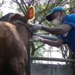 Wabah LSD Mulai Merebak, Sejumlah Peternak Masih Enggan Terima Vaksin