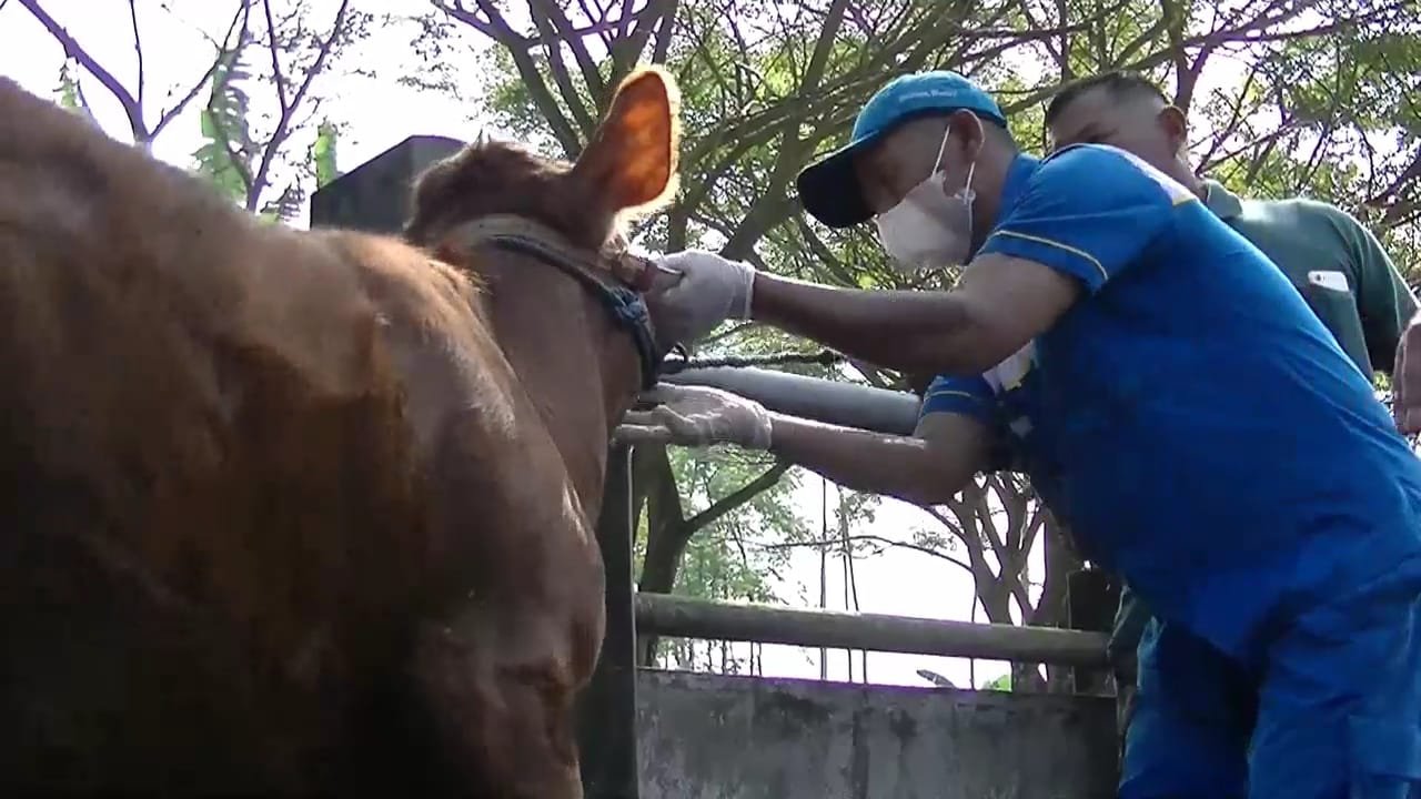 Wabah LSD Mulai Merebak, Sejumlah Peternak Masih Enggan Terima Vaksin