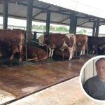 Wabah LSD Dikhawatirkan Pengaruhi Harga Ternak Saat Iduladha 2023