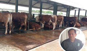 Wabah LSD Dikhawatirkan Pengaruhi Harga Ternak Saat Iduladha 2023