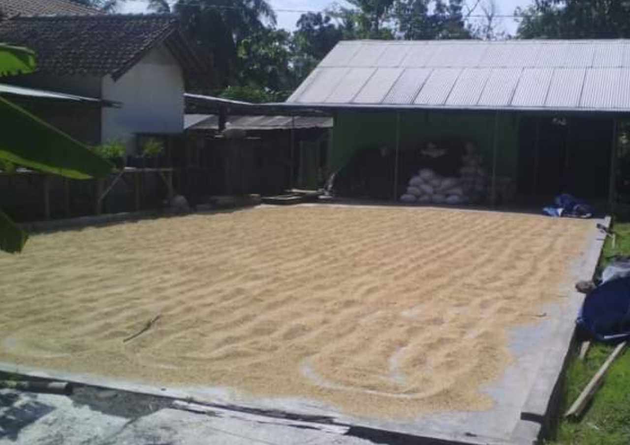 60 Ton Ketersediaan Gabah di Pati untuk Kondisi Darurat