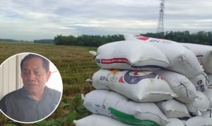 Harga Gabah Pati Melonjak dan Kekhawatiran Terhadap Inflasi