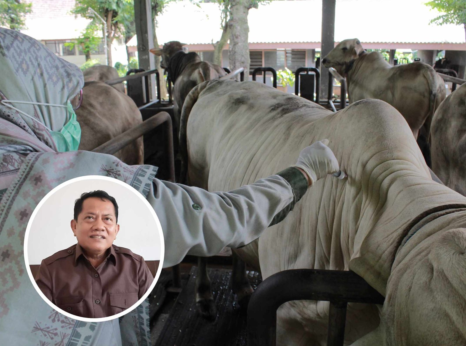 Wabah LSD Masih Merebak, Dewan Harapkan Dinas Pertanian Gencar Lakukan Sosialisasi