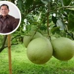 Dewan Sebut Pemerintah Sudah Lakukan Upaya untuk Pengembangan Jeruk Pamelo - Info Seputar Pati