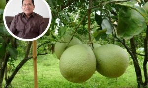Dewan Sebut Pemerintah Sudah Lakukan Upaya untuk Pengembangan Jeruk Pamelo