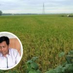 Panen Raya Diharapkan Mampu Meredam Fluktuasi Harga Beras di Pati Panen Raya Diharapkan Mampu Meredam Fluktuasi Harga Beras di Pati - Info Seputar Pati