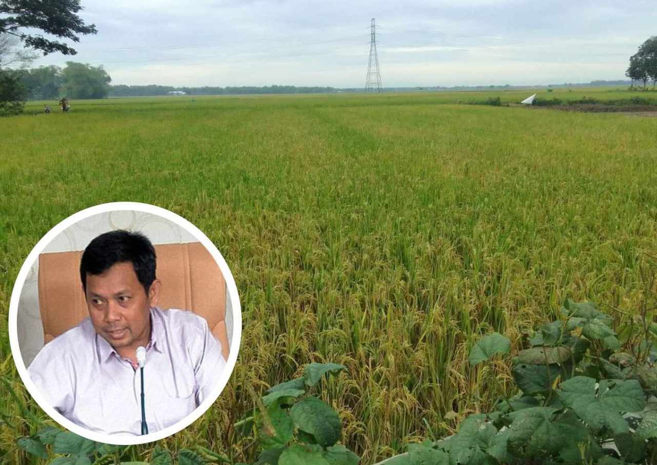 Panen Raya Diharapkan Mampu Meredam Fluktuasi Harga Beras di Pati