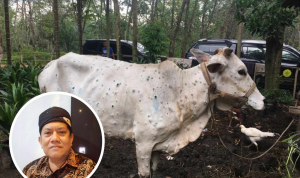 Penyakit LSD Sapi Terus Bertambah di Pati, DPRD Status Darurat Harus Ditetapkan