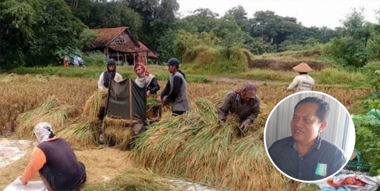 Foto: Ilustrasi sumber panen raya padi (Sumber: Istimewa)