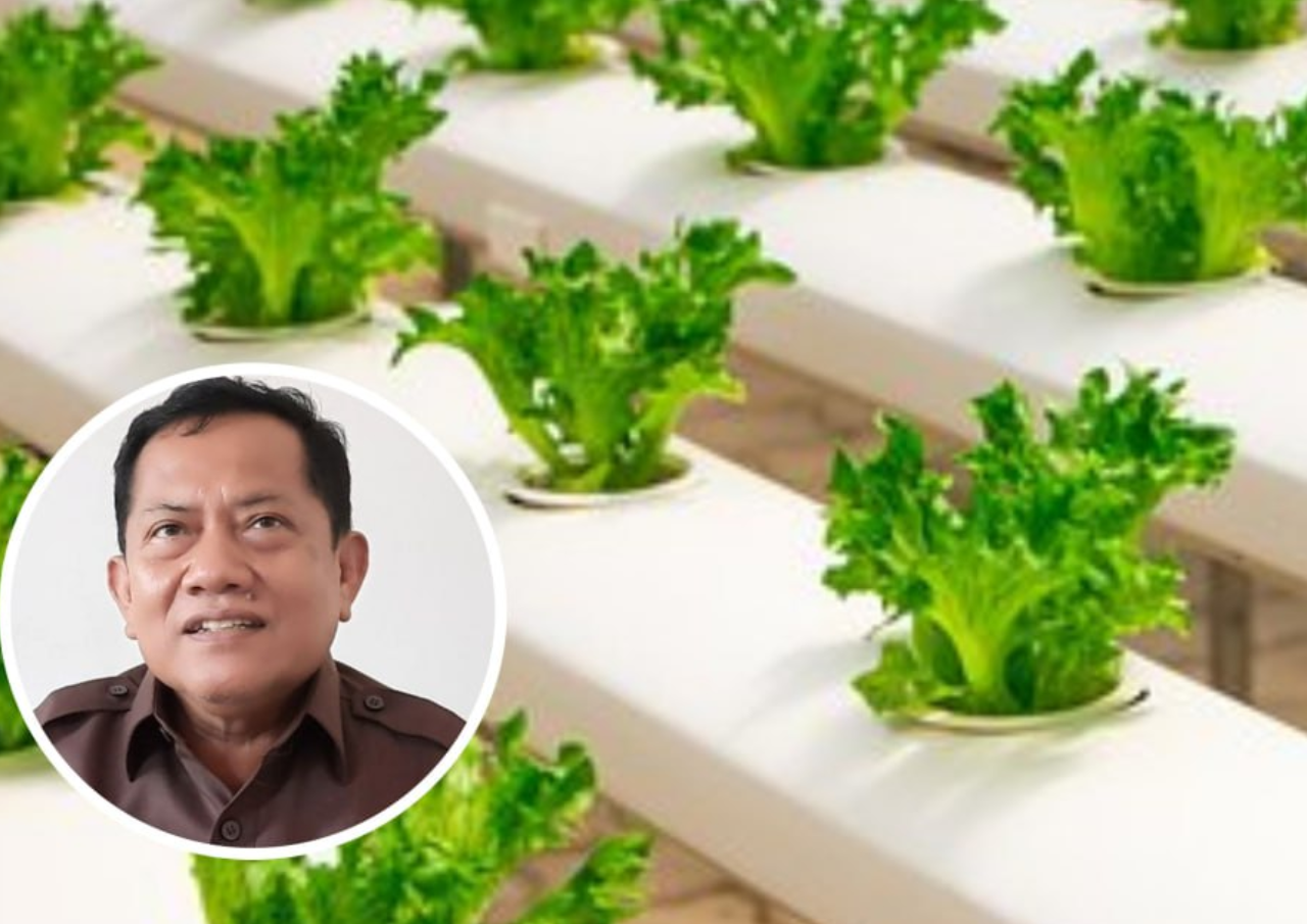 Wakil Rakyat Bicara soal Budidaya Hidroponik di Lahan Sempit Wakil Rakyat Bicara soal Budidaya Hidroponik di Lahan Sempit