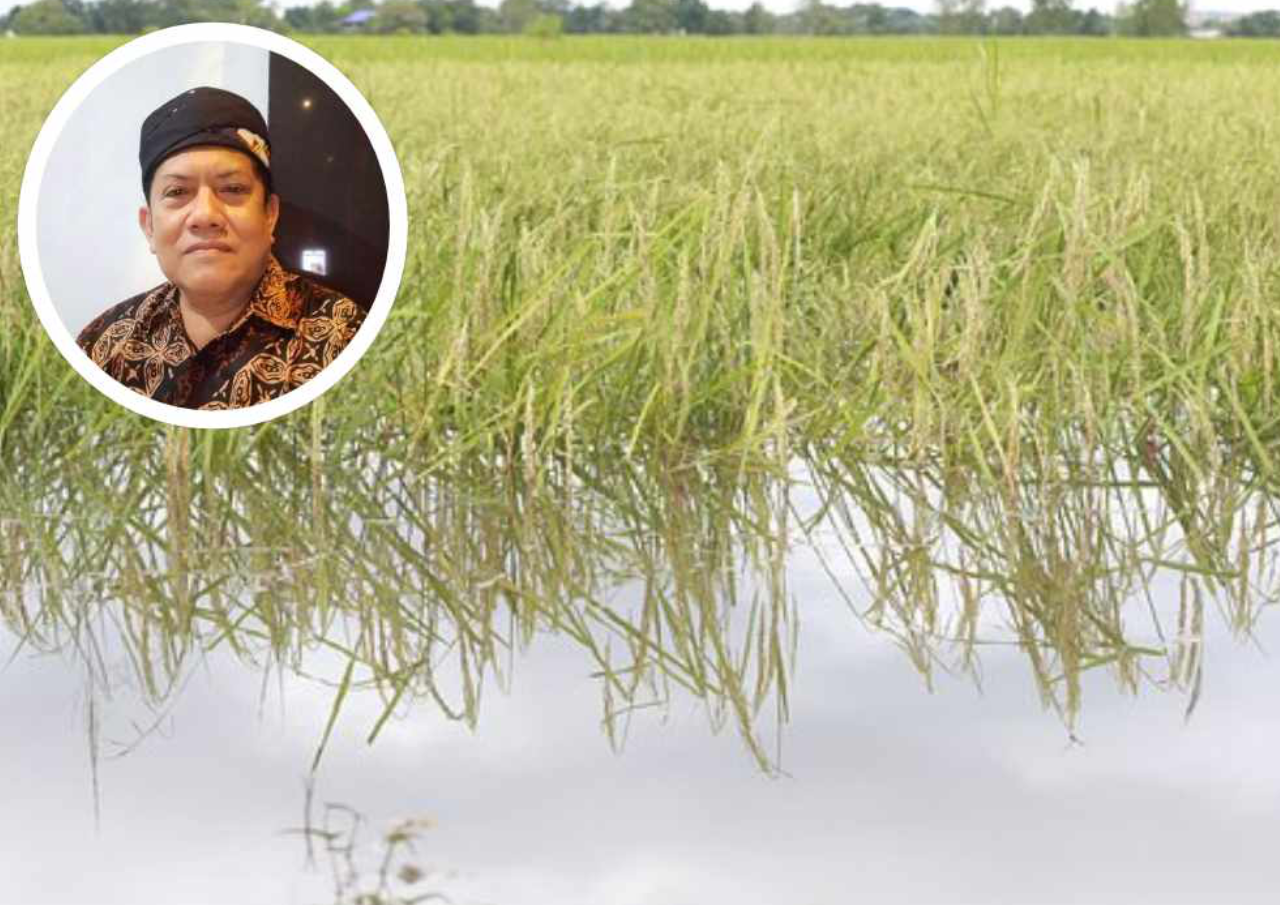Wakil Rakyat Minta Ribuan Hektare Sawah Terdampak Banjir Dapat Bantuan