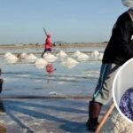 washing plant garam pati