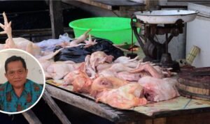 harga daging ayam naik