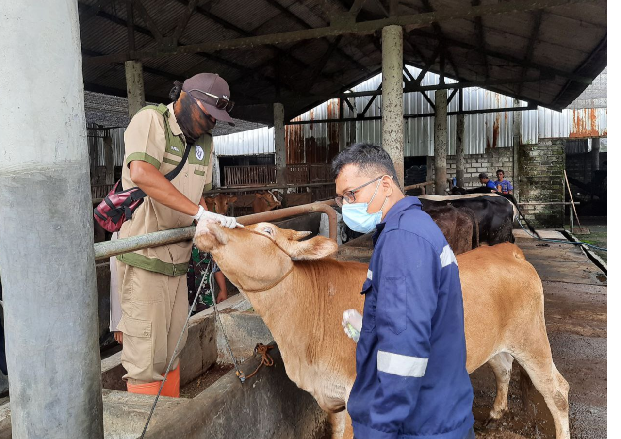 sapi