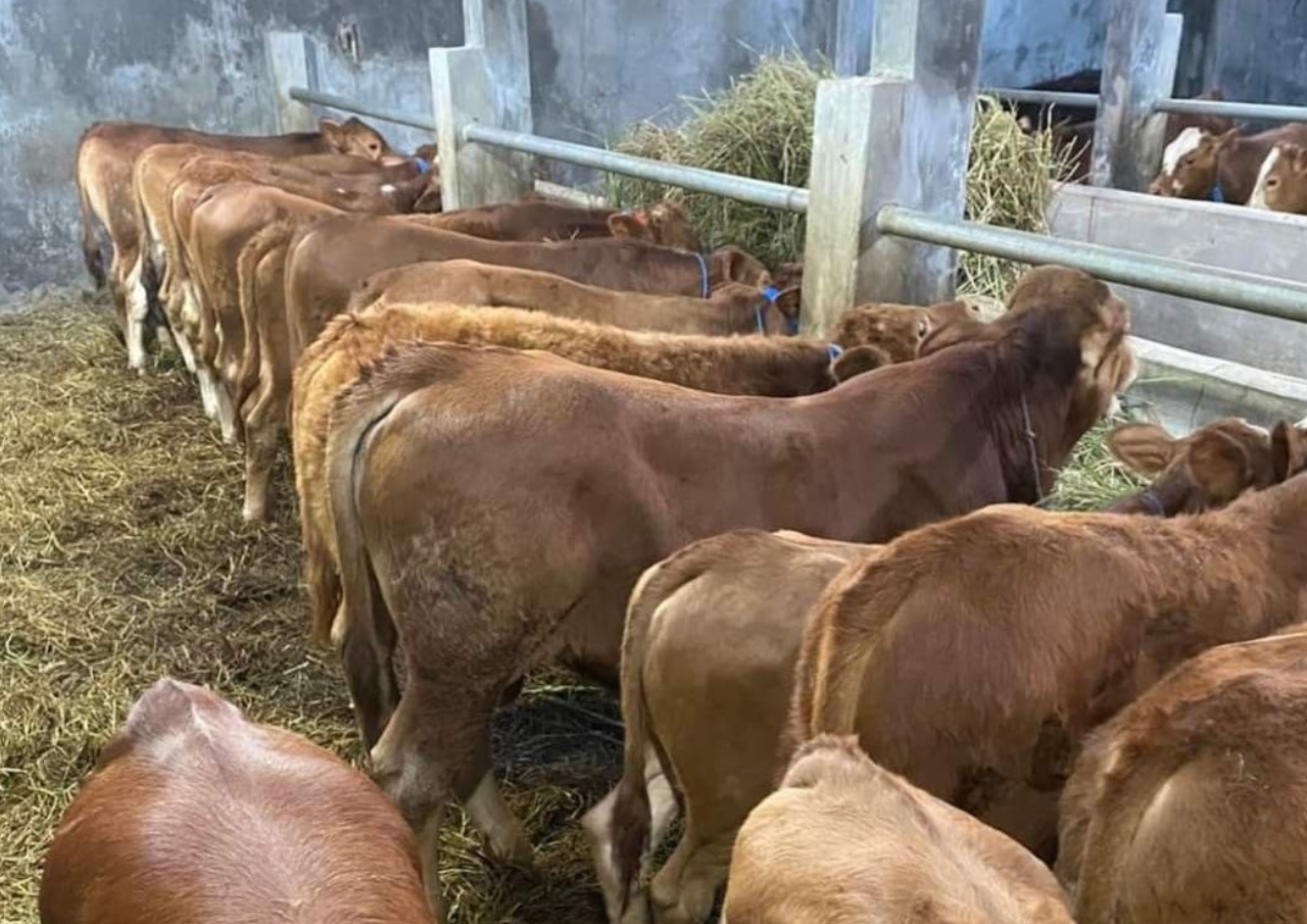 Kebutuhan Hewan Kurban di Bumi Mina Tani