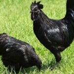 5 Hewan Penangkal Santet Menurut Primbon Jawa