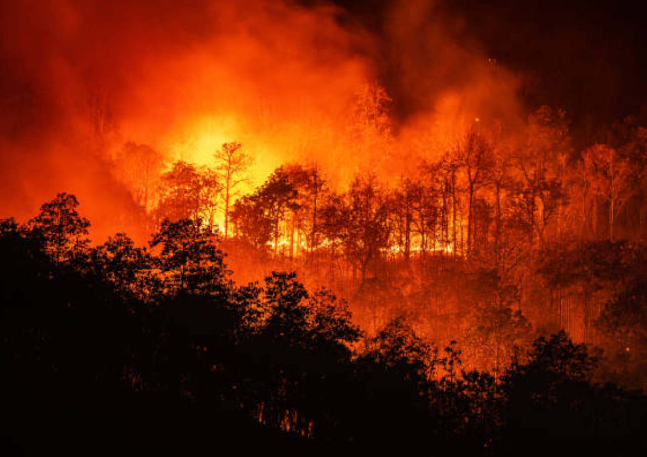 Bakar Sampah Sembarangan, Lahan Bambu di Jaken Pati Hangus Lahan Bambu di Jaken Pati kebakaran