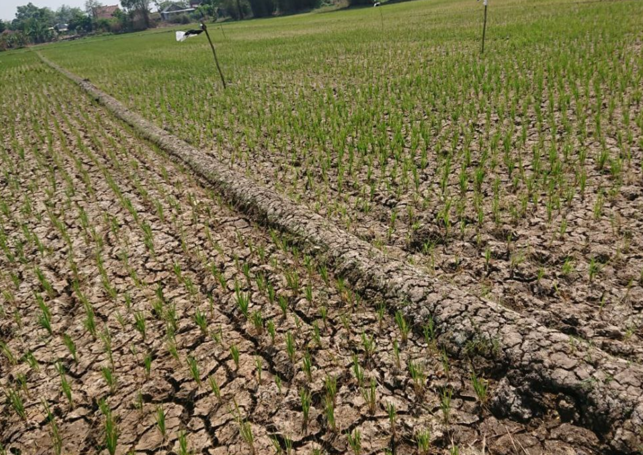 Kekeringan Sebabkan Pengahasilan Petani Menurun Drastis, Lahan di Pati Tak Produktif
