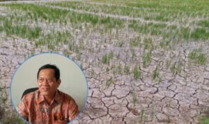 Foto : Sawah petani mengalami kekeringan akibat minim pengairan hingga payau (Sumber : Istimewa)