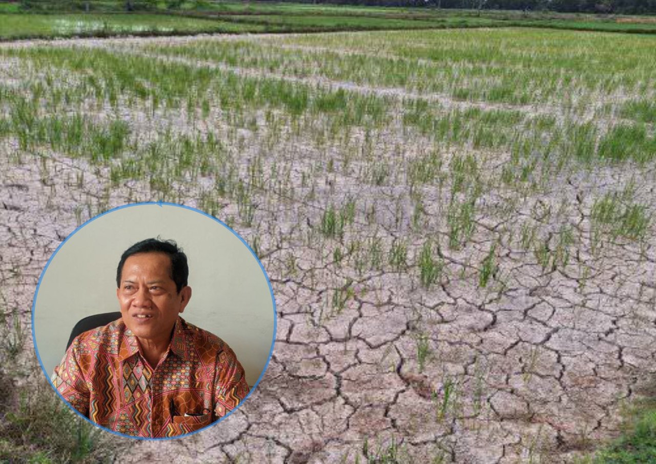 Foto : Sawah petani mengalami kekeringan akibat minim pengairan hingga payau (Sumber : Istimewa)