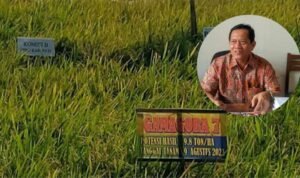 Foto : Uji coba Gamagora di Kecamatan Trangkil yang dilakukan Anggota DPRD Pati (Sumber : Dokumentasi Sukarno)