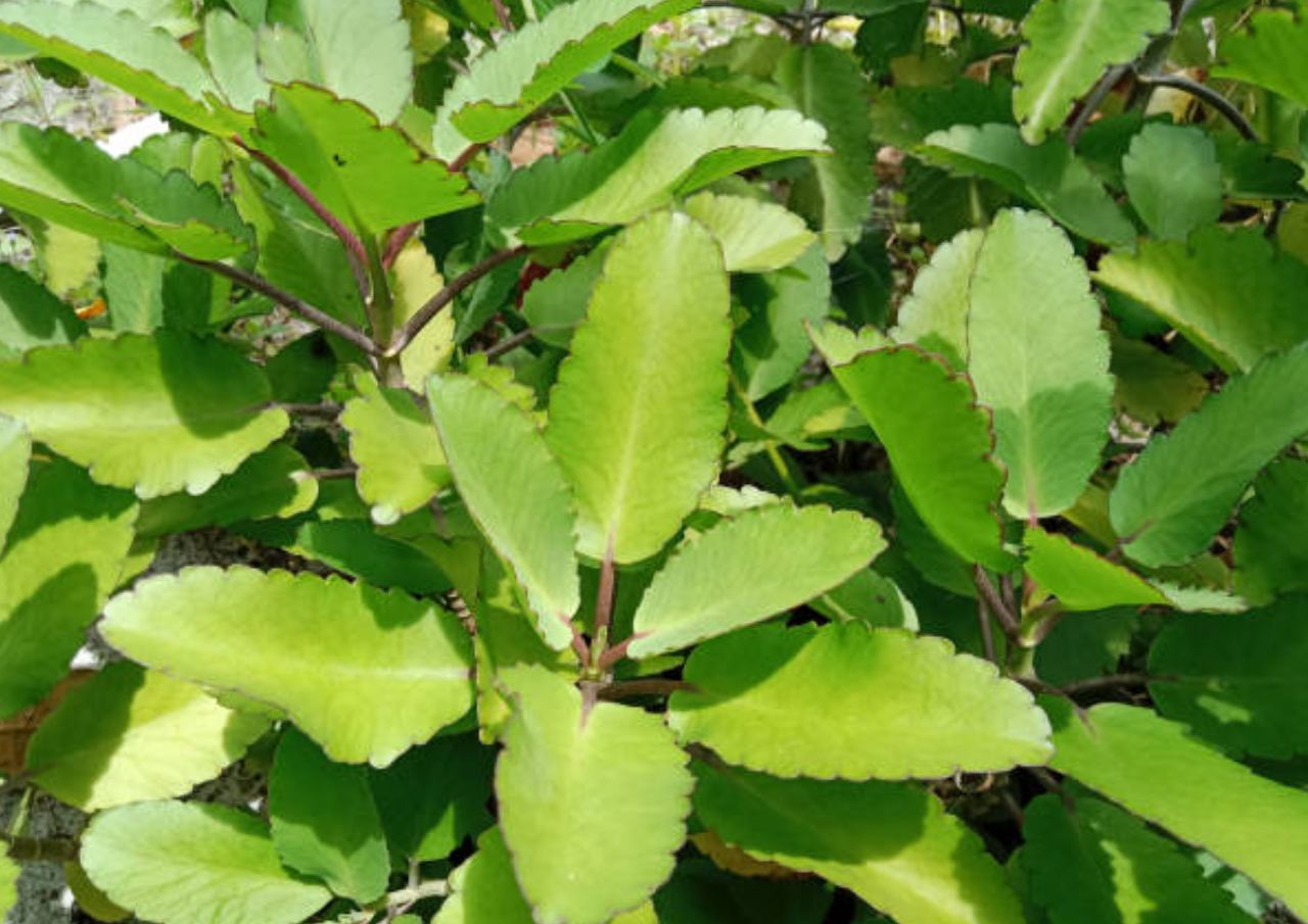 Segudang Manfaat Cocor Bebek