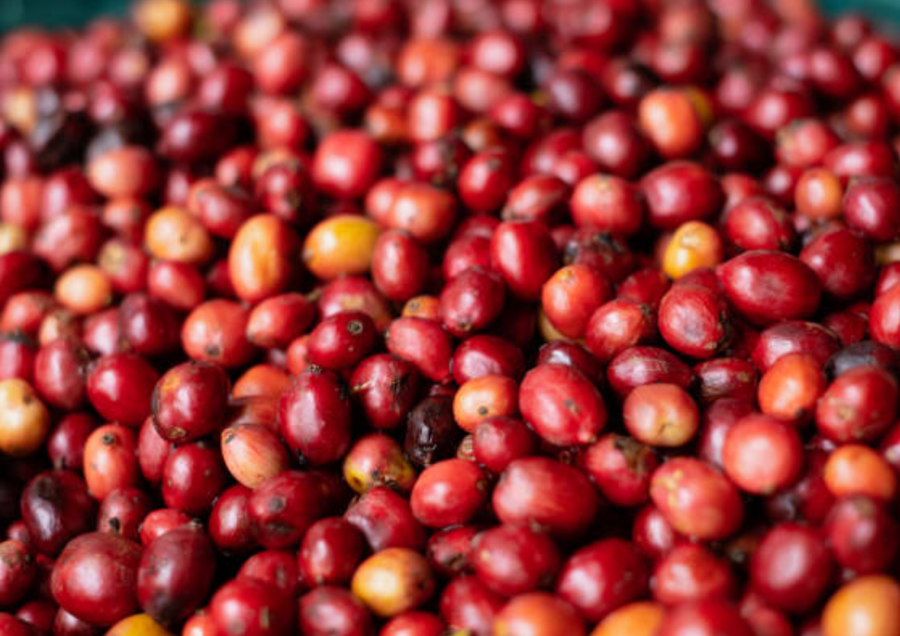 Kaya akan Protein, Berikut Nutrisi Kacang Merah