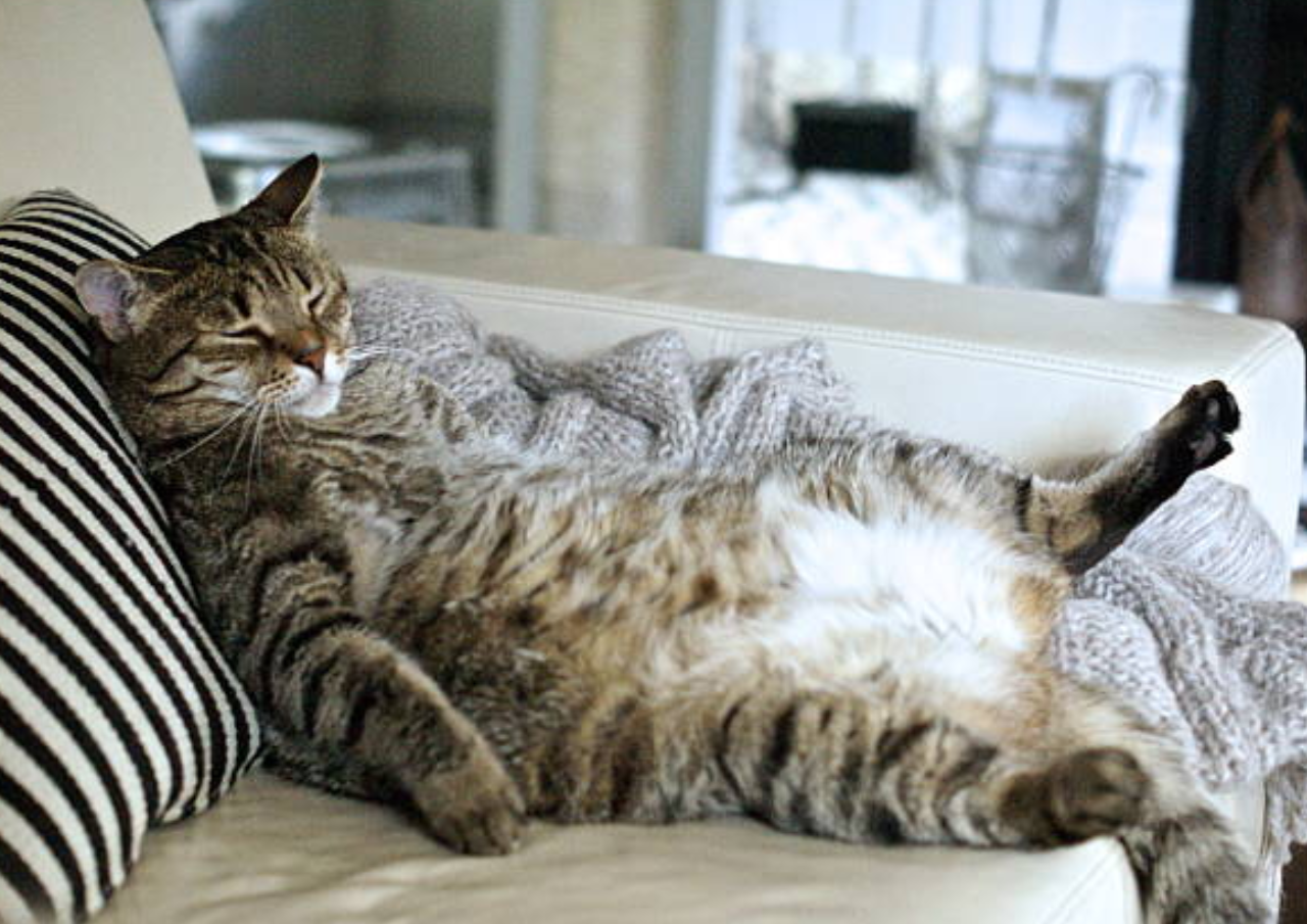 Alasan di Balik Kucing yang Suka Tidur
