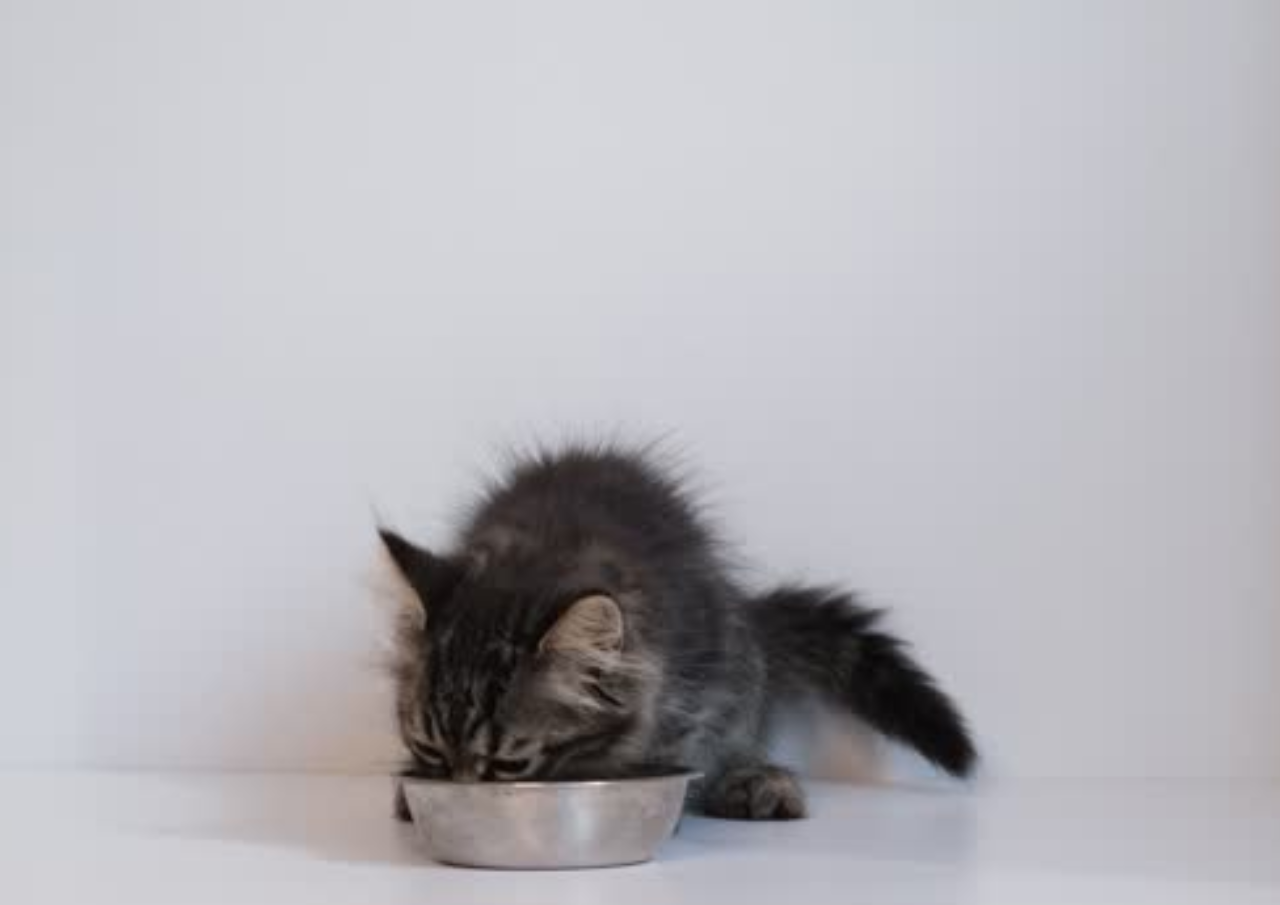 Cara Tepat Merawat Anak Kucing Baru Lahir