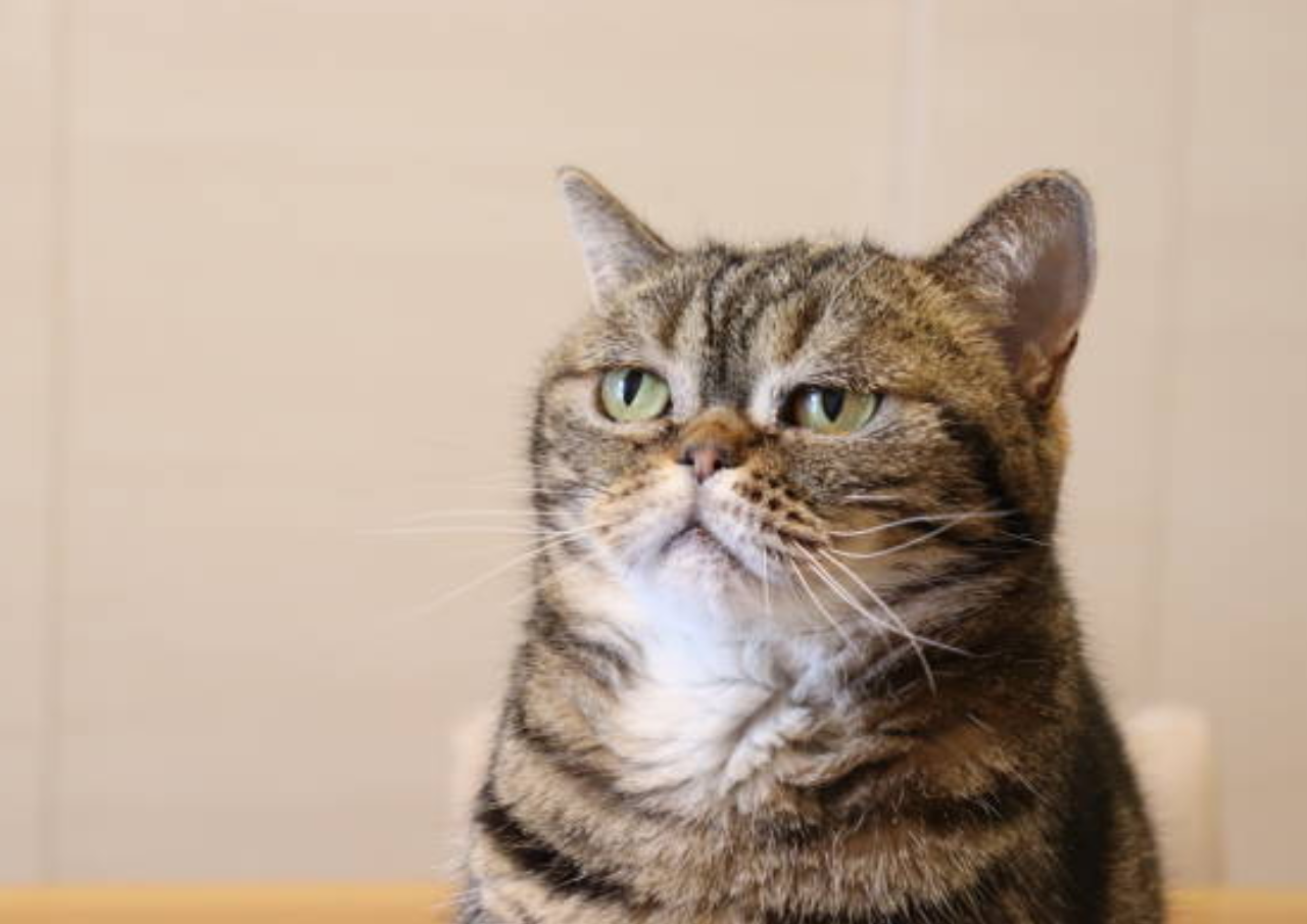 Ciri-ciri Hewan Cacingan