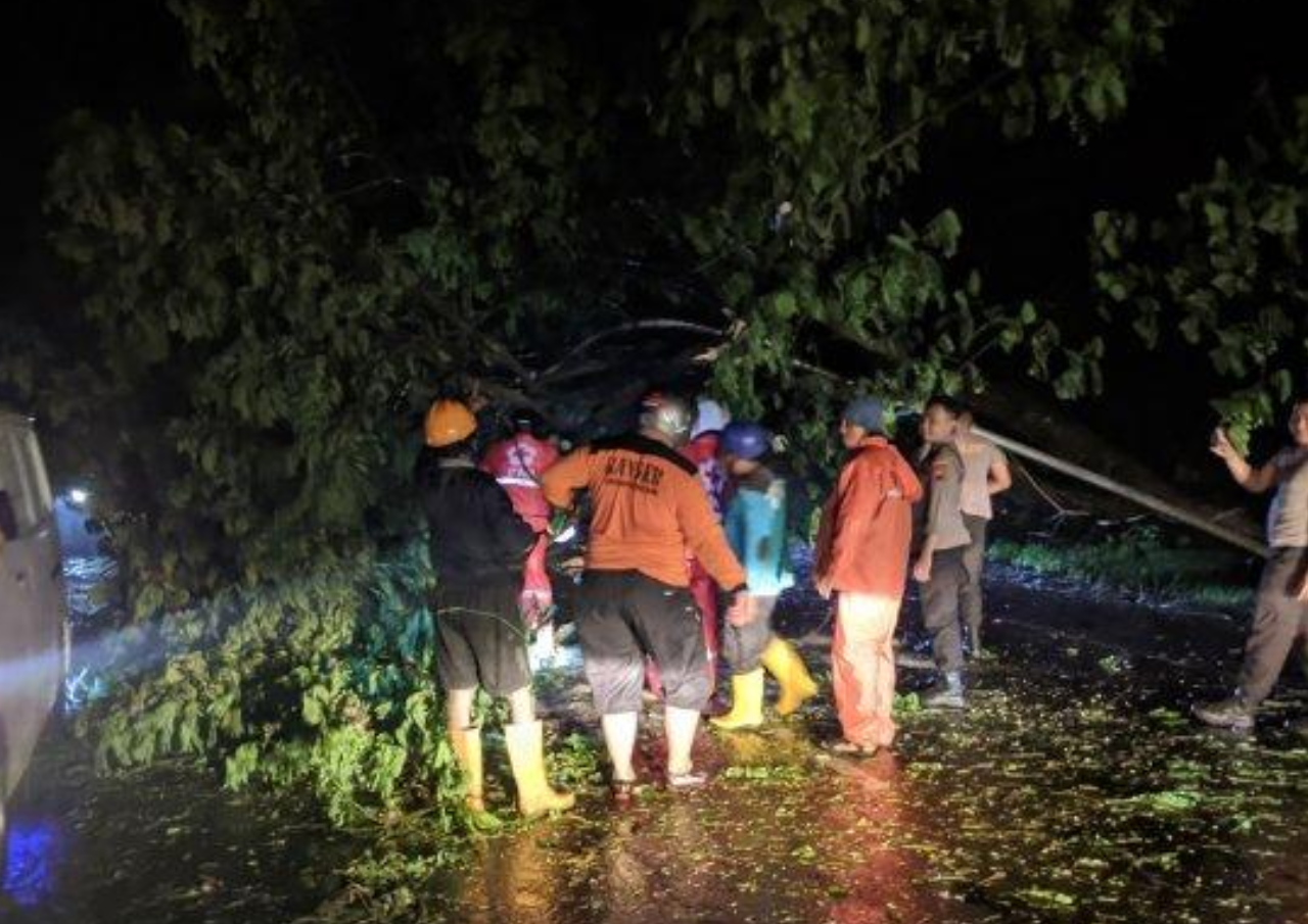 Hujan Deras Beberapa Hari Akibatkan Pohon Tumbang di Pantura Pati-Juwana